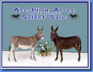 High Sellers - Ass-Pirin Acres Show Baby & HiWest Pizazz