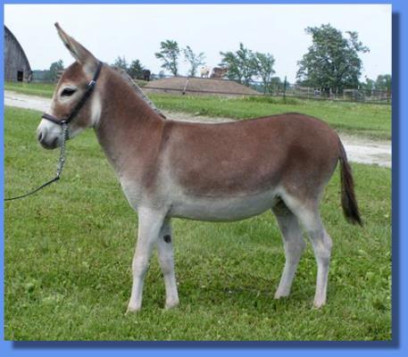 Click photo of miniature donkey for sale to enlarge