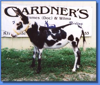 Lot #4 ~ Gardner's Tobiana Marie