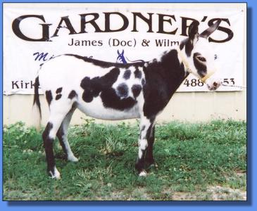 Lot #4 ~ Gardner's Tobiana Marie