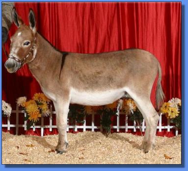 Click photo of miniature donkey to enlarge image