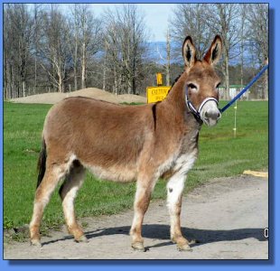 Ass-Pirin Acres Jolena