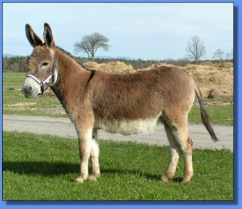 Ass-Pirin Acres Jolena