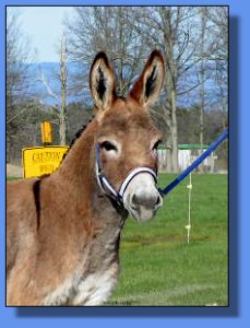 Ass-Pirin Acres Jolena