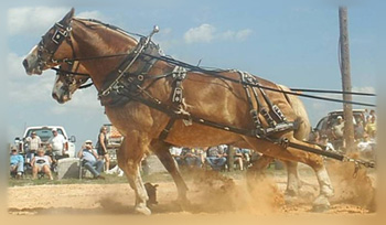 Eastern Draft Horse Association